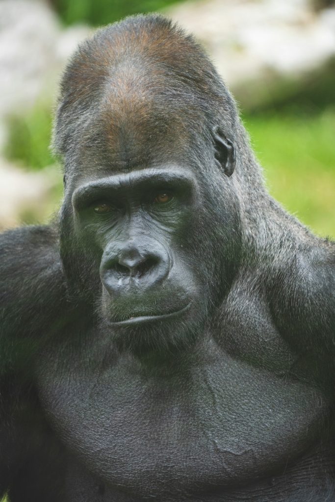 3 Days Luxury Uganda Gorilla Trekking