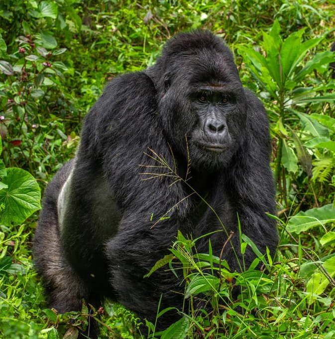 13 Days Classic Rwanda Uganda Safari