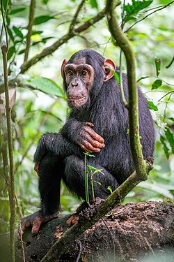 12 Day Rwanda Uganda Gorilla Safari