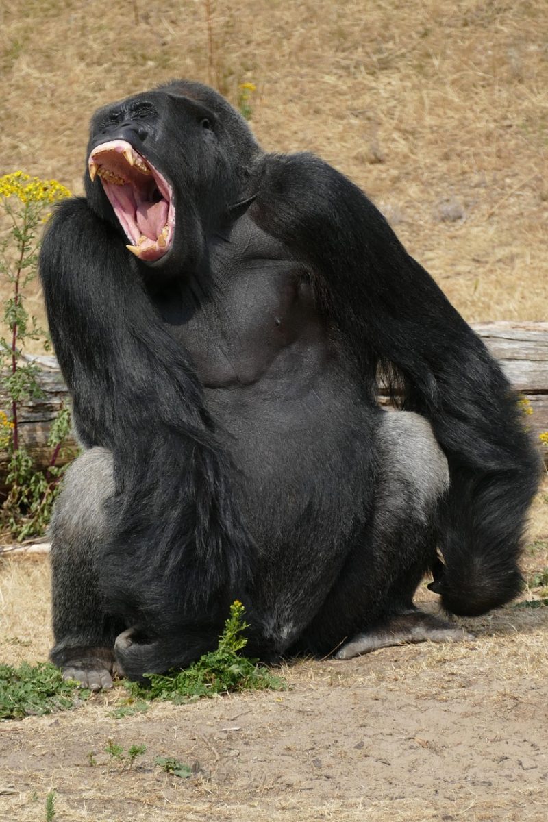 4-Day Gorilla Safari with Volunteers
