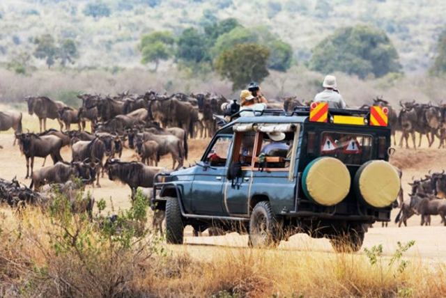 Gorilla Trekking