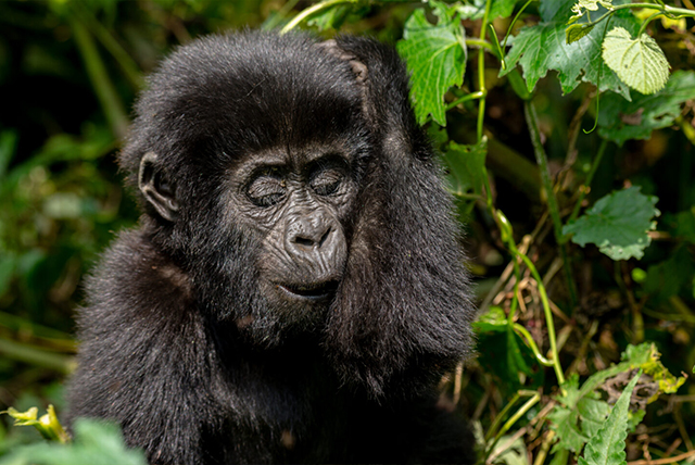Gorilla Trekking Safari Tours