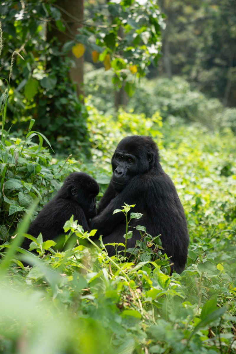 Fly-In Gorilla Safari Uganda – 8 Days of Luxury & Wildlife