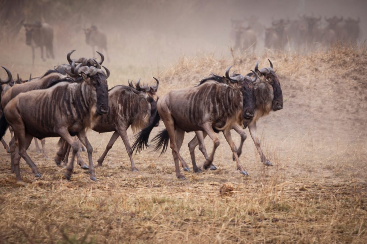 6 Days Tanzania Budget Safari: Tarangire, Serengeti & Ngorongoro