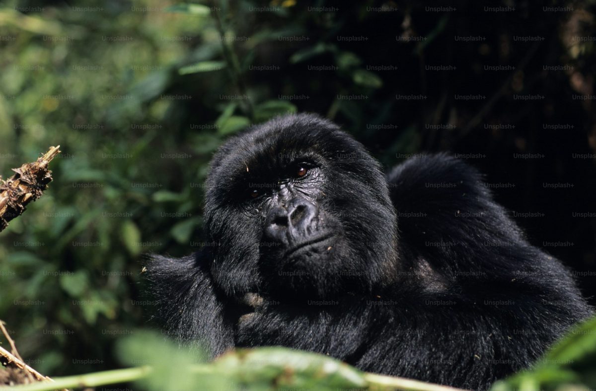 7 Days Ultimate Rwanda Gorilla Tour