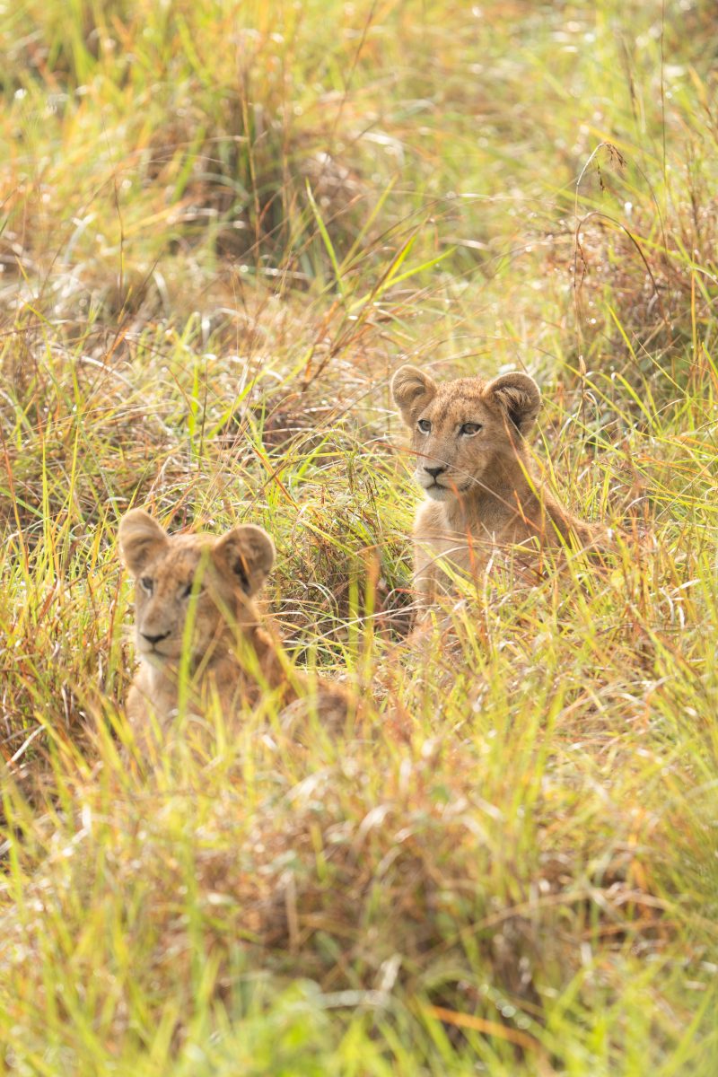 Cross Border Safaris