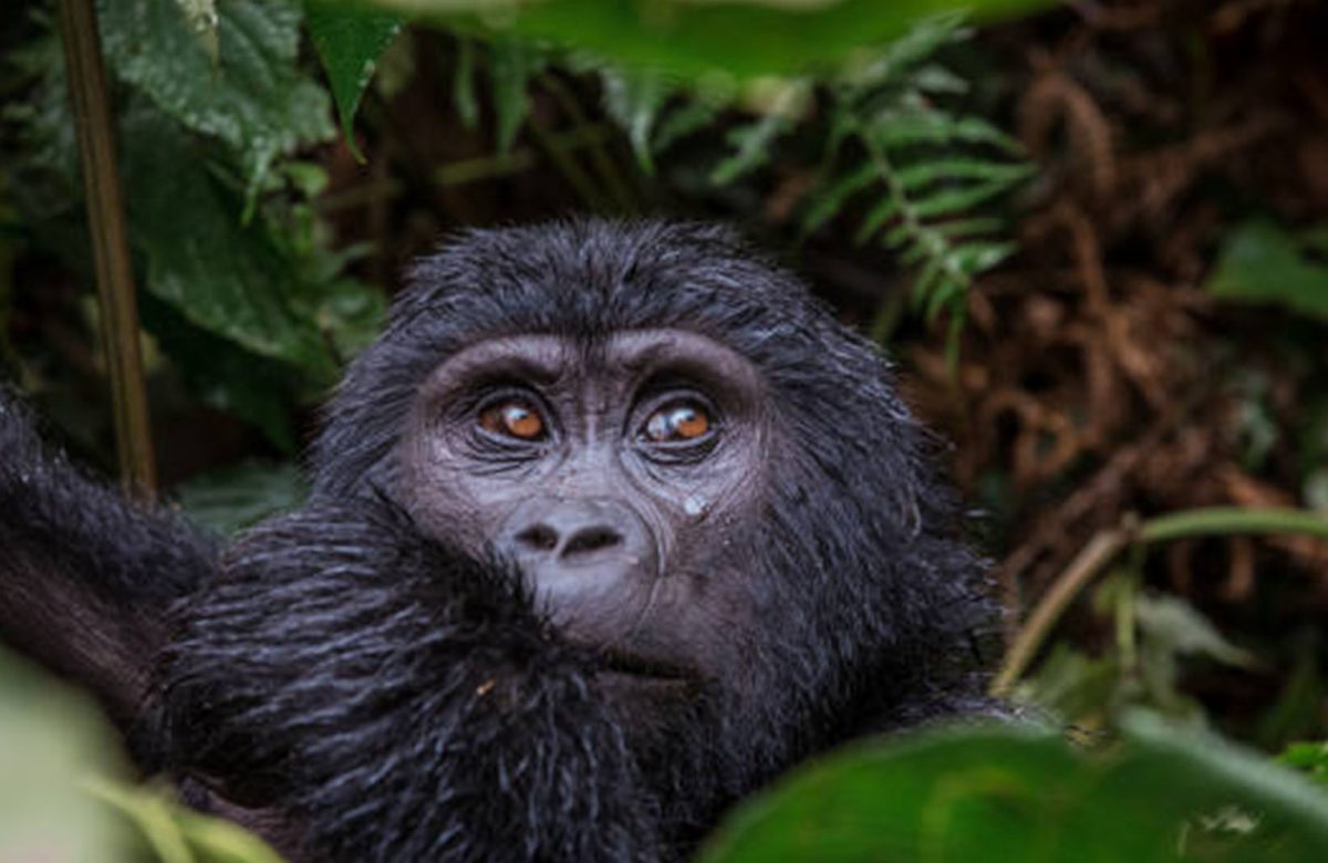 budget Gorilla Safari