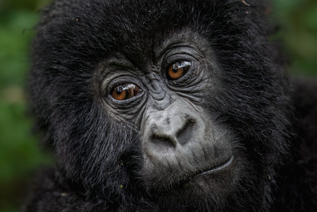 Budget Gorilla Safaris