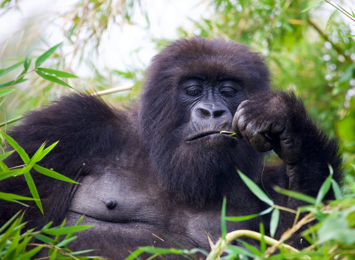 Bwindi Impenetrable Forest National Park