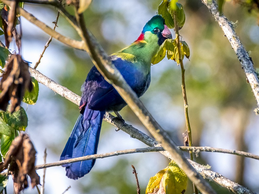 Nyungwe Forest National Park