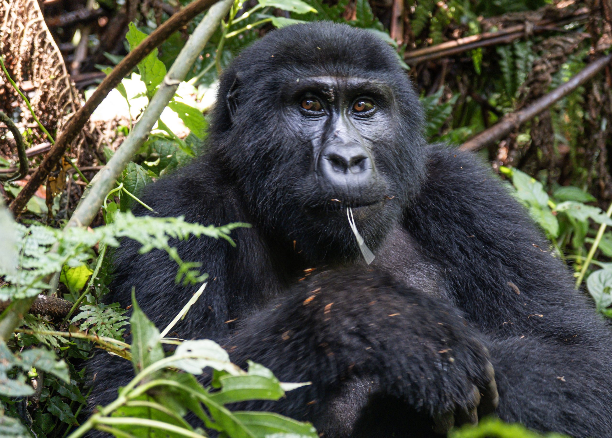 Actual Day of Gorilla Trekking