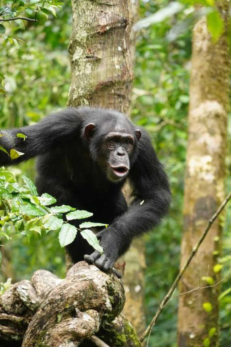 Serengeti Gorilla Trekking Safari